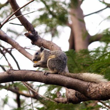 ağaç üzerinde oturan quirrel