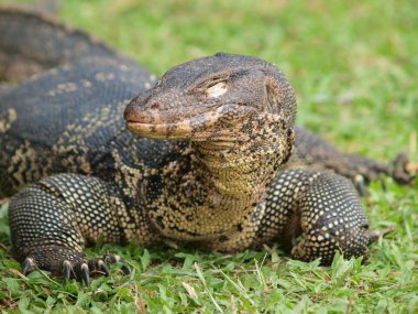 monitör kertenkele - closeup varanus yeşil çimen odak üstünde