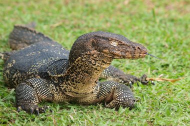 monitör kertenkele - closeup varanus yeşil çimen odak üstünde