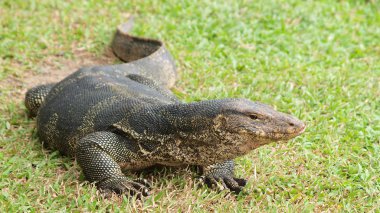 monitör kertenkele - closeup varanus yeşil çimen odak üstünde