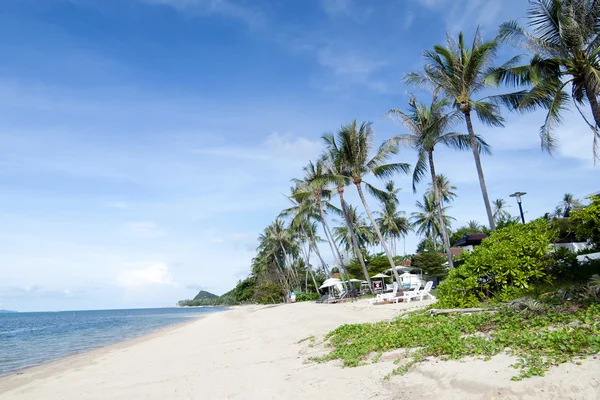 태국에서 해변에서 코코넛 나무 — 스톡 사진