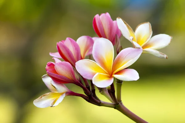 Zweig tropischer Blumen frangipani (plumeria)) — Stockfoto