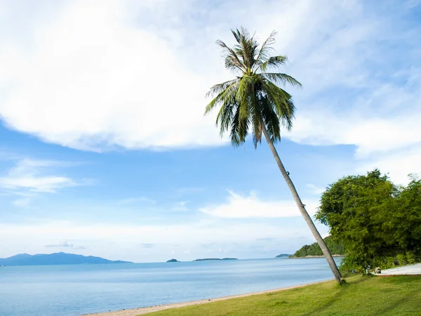태국에서 해변에서 코코넛 나무 — 스톡 사진