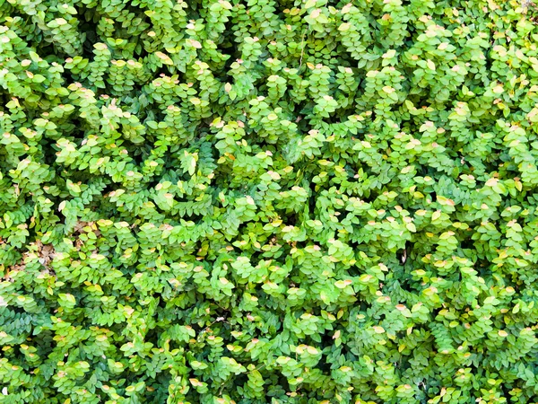 Zelená stěna břečťan listy, přírodní pozadí, textury — Stock fotografie