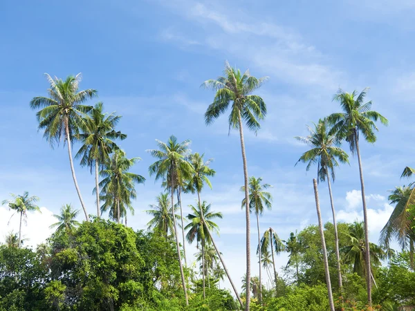 Kokosnöt träd med blå himmel — Stockfoto