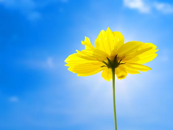 Flor amarilla del cosmos con cielo azul —  Fotos de Stock