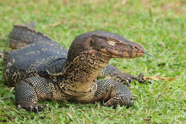 stock image Closeup of monitor lizard - Varanus on green grass focus on the