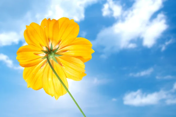 Single yellow flower of cosmos with blue sky — Stock Photo, Image