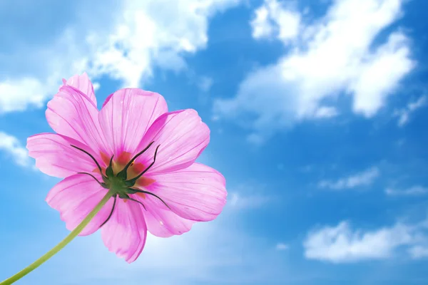 Różowy kwiat na białym tle z niebieski niebo kosmos — Zdjęcie stockowe