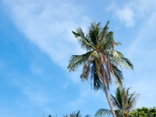 Hindistan cevizi ağaçları ile mavi gök — Stok fotoğraf