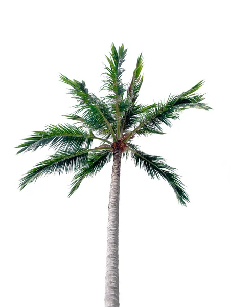 Pohon kelapa terisolasi pada latar belakang putih — Stok Foto
