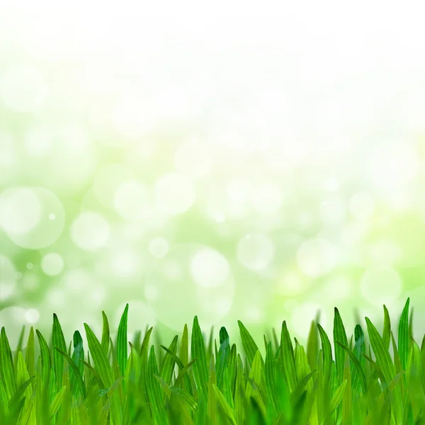 Streszczenie tło bokeh zielony sygnał z zielonej trawie. — Zdjęcie stockowe