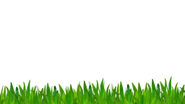 Зелена трава ізольована на білому тлі — стокове фото