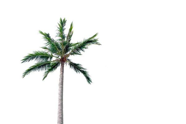 Kokosové palmy izolovat na bílém pozadí — Stock fotografie