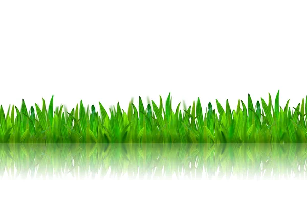 Hierba verde aislada con reflexión sobre fondo blanco — Foto de Stock