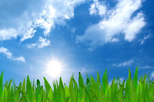 Gras und blauer Himmel und Wolken — Stockfoto
