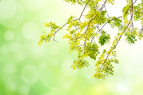 Grönt blad på grön ton bokeh bakgrund — Stockfoto