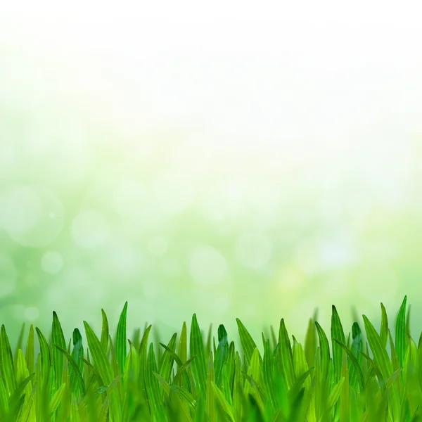 Abstracte groene Toon bokeh achtergrond met groene gras. — Stockfoto