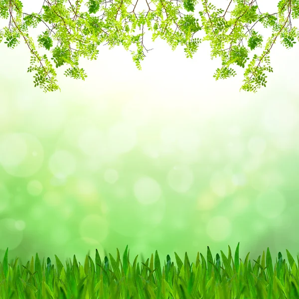 Abstrakte grüne Ton Bokeh Hintergrund mit grünem Gras und frischen — Stockfoto