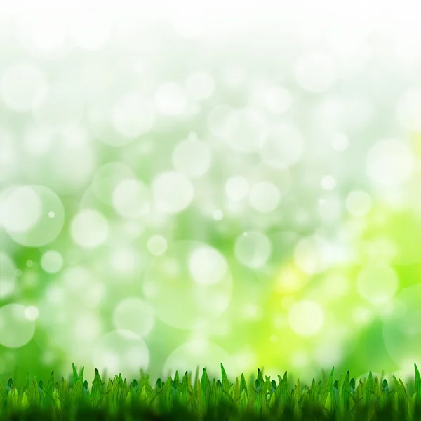 Природний зелений фон з вибірковим фокусом — стокове фото