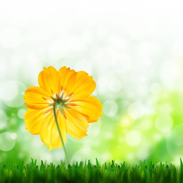 Fondo verde natural y flor amarilla del cosmos — Foto de Stock