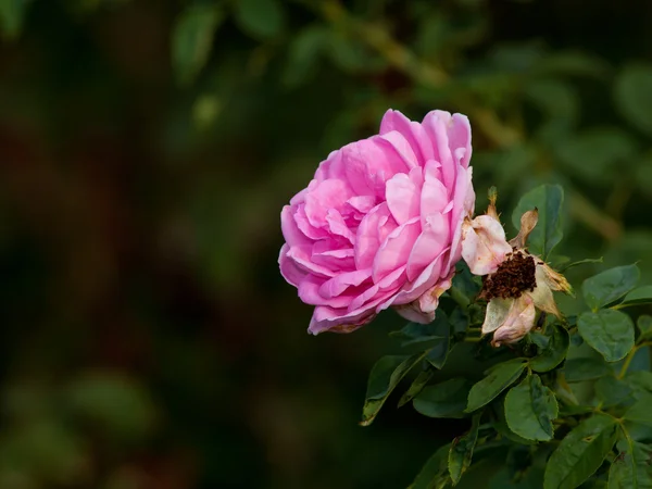 花园灌木丛中的玫瑰 — 图库照片
