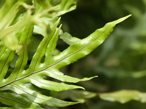 Liść paproci w świeży kolor zielony — Zdjęcie stockowe