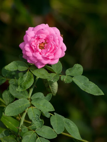 Τριαντάφυλλα σε ένα θάμνο σε έναν κήπο — Φωτογραφία Αρχείου