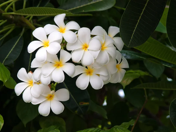 Κλάδος τροπικών λουλουδιών frangipani (plumeria) — Φωτογραφία Αρχείου
