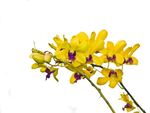 Dendrobium fiore di orchidea su sfondo bianco — Foto Stock