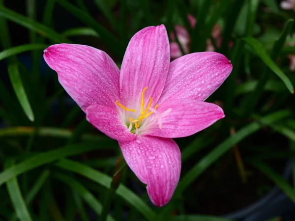 Leek-shaped orchid,Scientific name is called "Zephyranthes grand — Stock Photo, Image