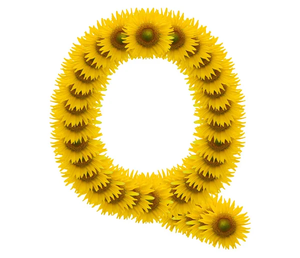 Alfabetul Q, floarea-soarelui izolat pe fundal alb — Fotografie, imagine de stoc