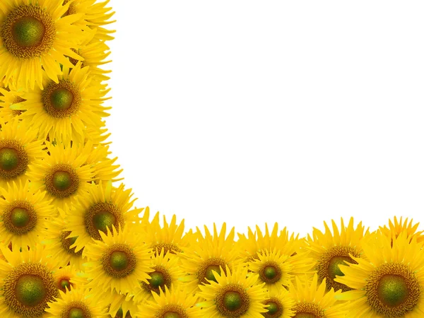 Many sunflower on white space background — Stock Photo, Image