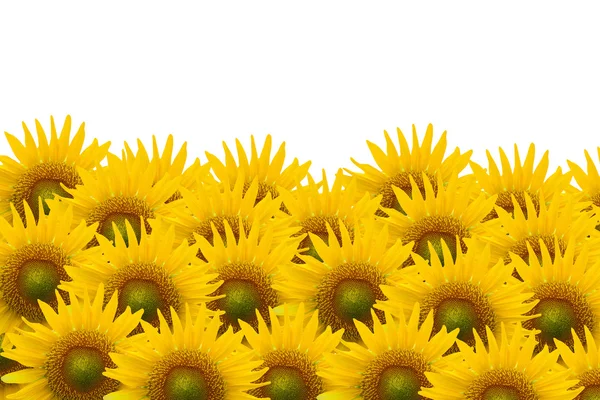 Sonnenblume auf weißem Hintergrund — Stockfoto