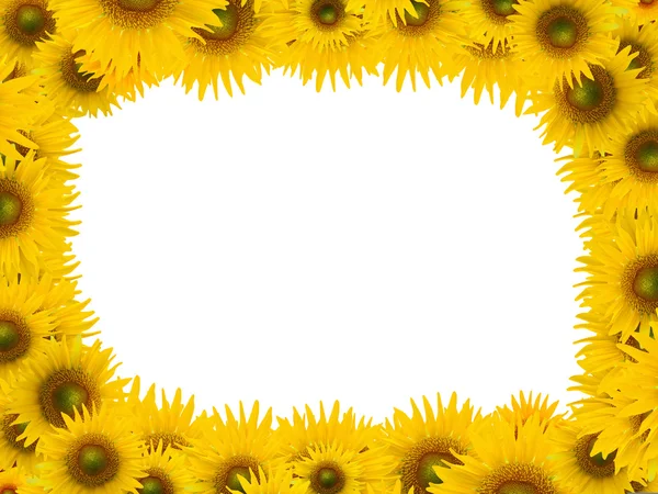 Vele zonnebloem op witte ruimte achtergrond — Stockfoto