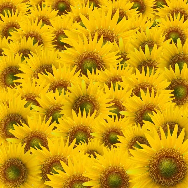 Vackra solrosor närbild — Stockfoto