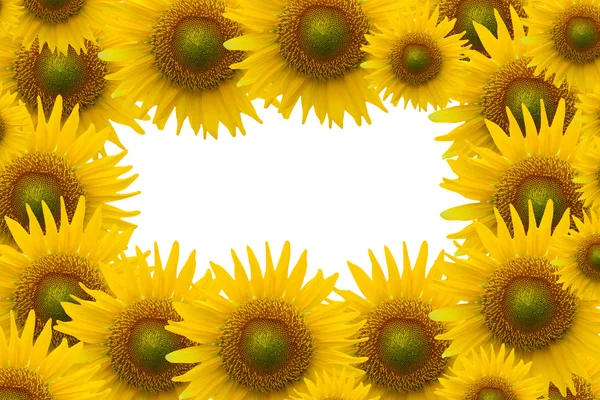 Sunflower on white space background — Stock Photo, Image