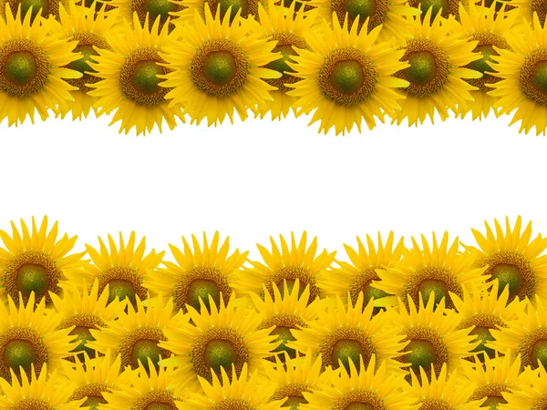 Sunflower on white space — Stock Photo, Image