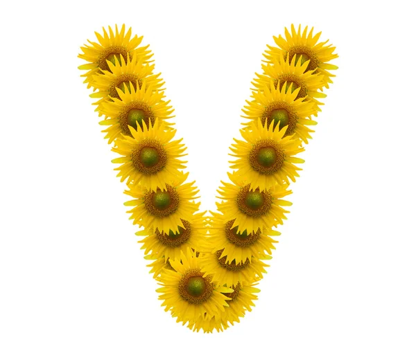 Alphabet V, sunflower isolated on white background — Stock Photo, Image