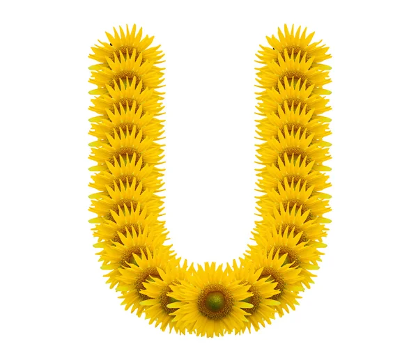 Alphabet U, sunflower isolated on white background — Stock Photo, Image