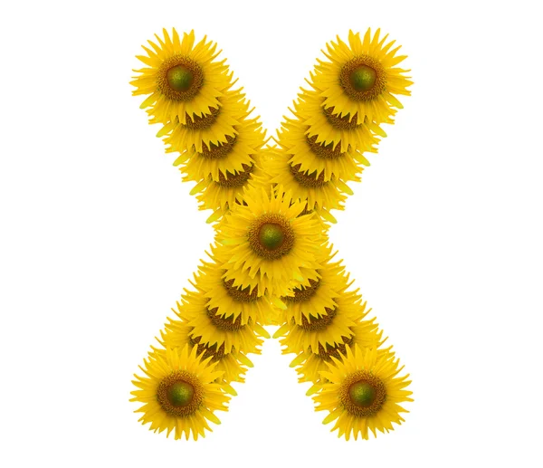 Abeceda x, slunečnicový izolovaných na bílém pozadí — Stock fotografie