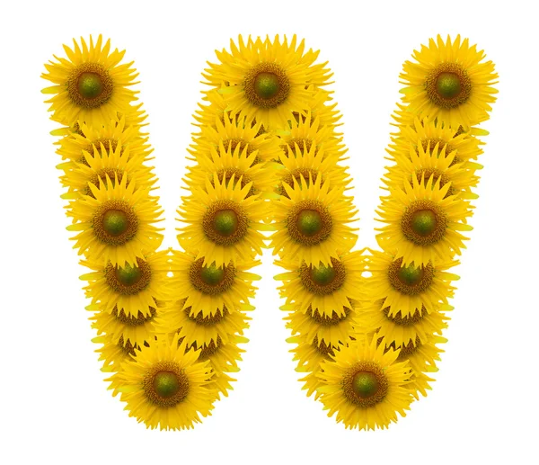 Alfabet W, bunga matahari terisolasi pada latar belakang putih — Stok Foto