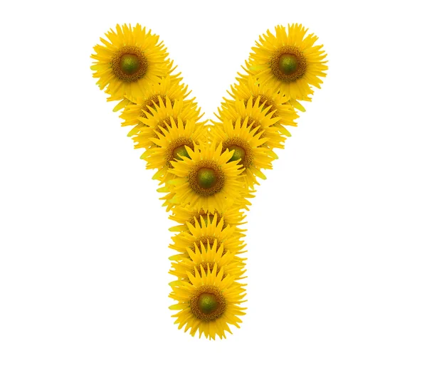 Alfabet Y, bunga matahari terisolasi pada latar belakang putih — Stok Foto