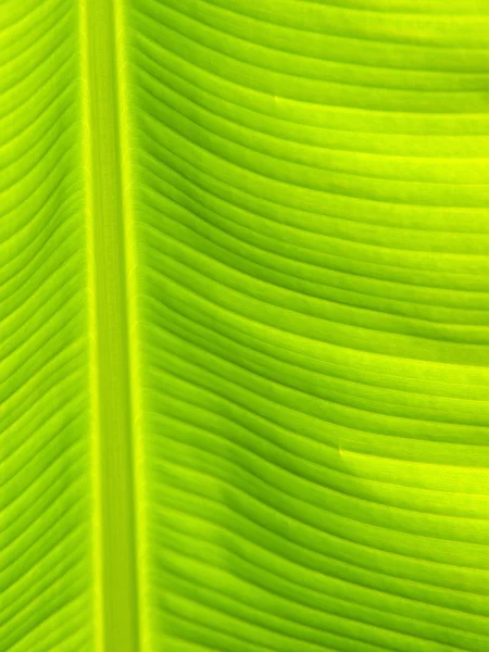 Textura de hoja de plátano — Foto de Stock