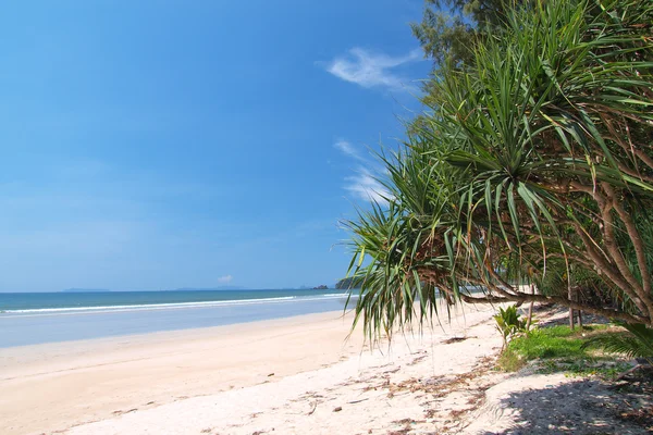 Palmiyeli sahil — Stok fotoğraf
