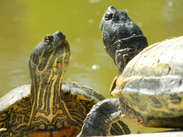 stock image Turtle