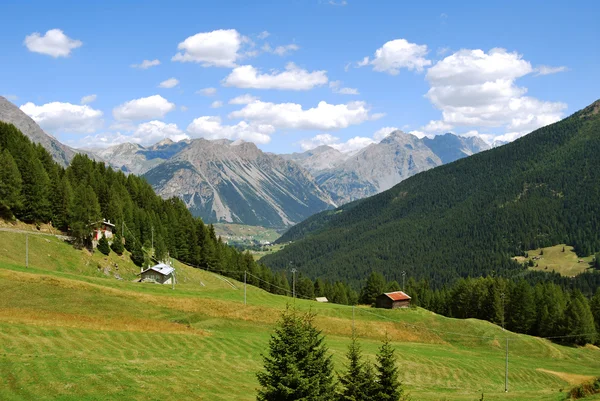 Dolina Livigno — Zdjęcie stockowe