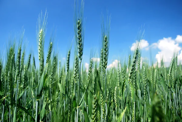Зелена пшениця — стокове фото