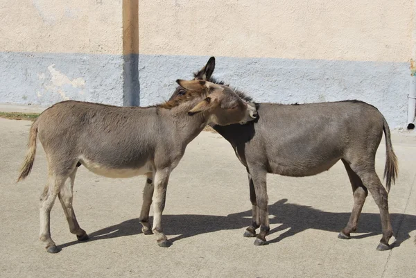 stock image Wild Donkeys