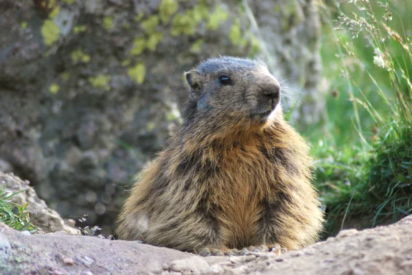 stock image Marmot